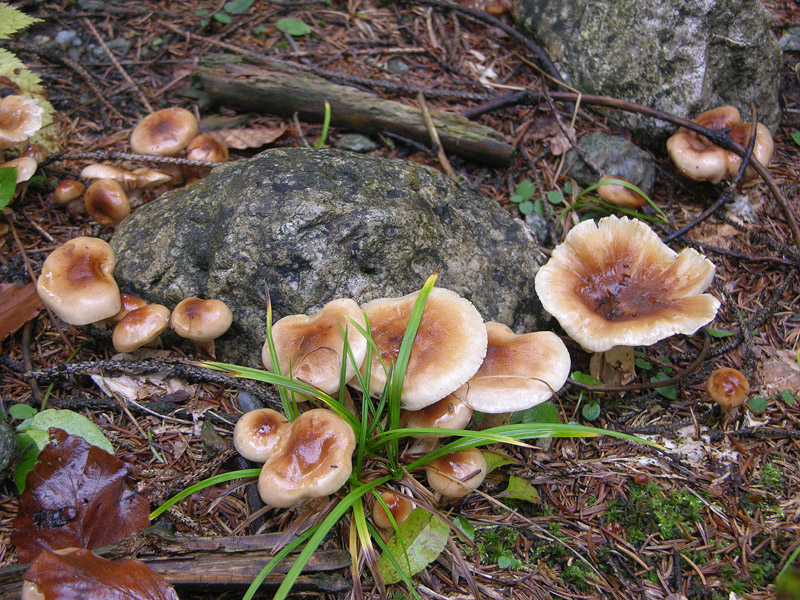 Hygrophorus discoideus